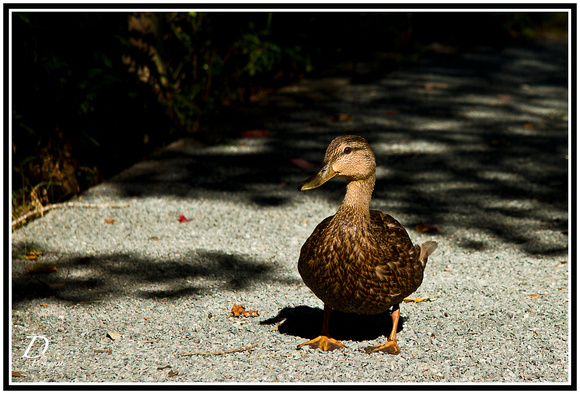 A duck walk