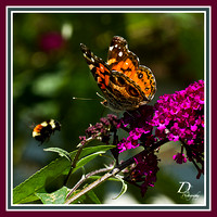 A Photo a day