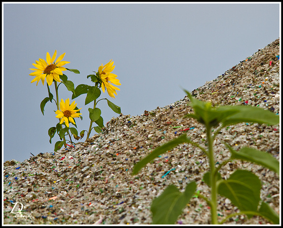 sunflower surprise